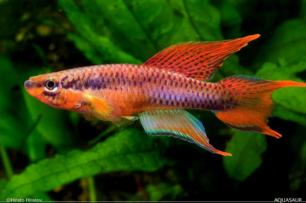 Cá killi Aphyosemion bitaeniatum, Aphyosemion bitaeniatum
