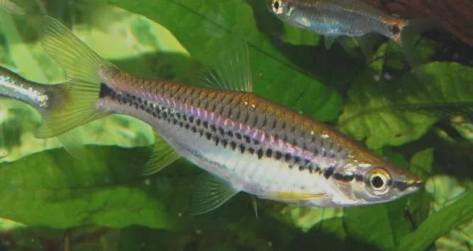 Well-conditioned adult of R. cephalotaenia.