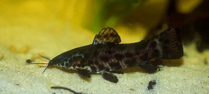 Cá hoplo đốm, Megalechis thoracata