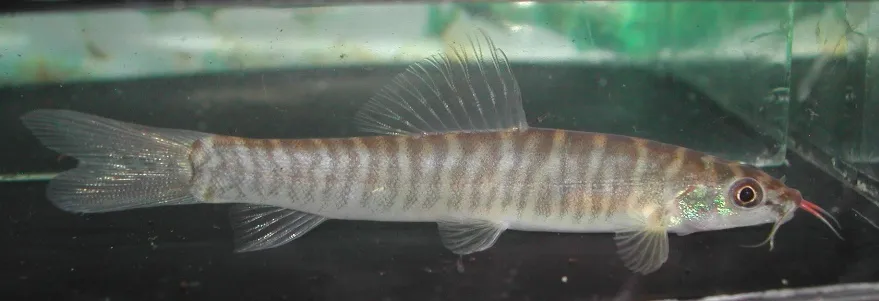Cá chạch suối Nemacheilus platiceps, Nemacheilus platiceps