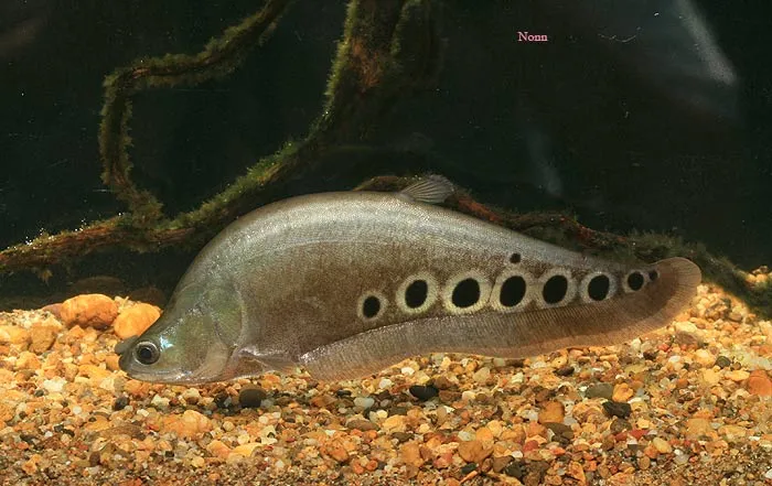 Cá thát lát cườm, Chitala ornata