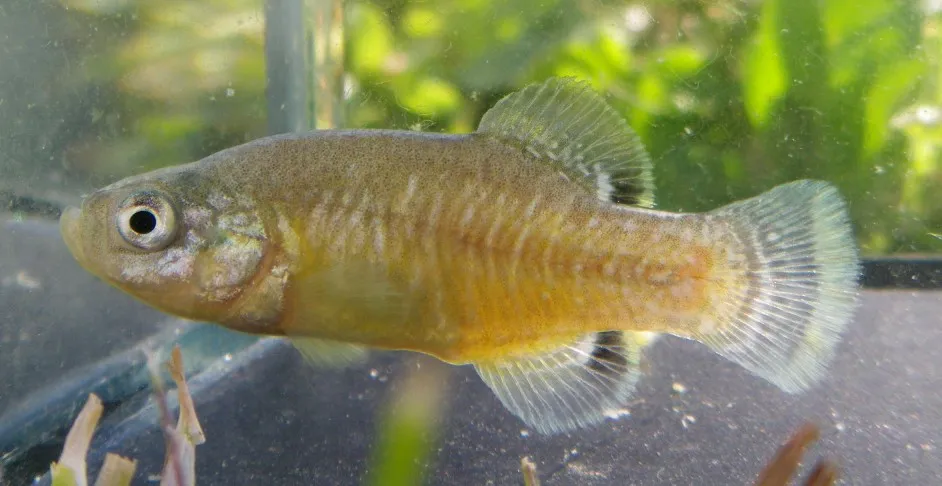 Cá cyprinodon không vây bụng, Aphanius apodus