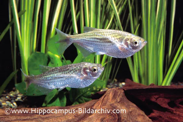 Cá hatchet hẹp Triportheus angulatus, Triportheus angulatus
