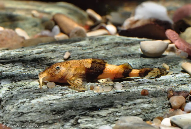 Cá Caelatoglanis zonatus, Caelatoglanis zonatus