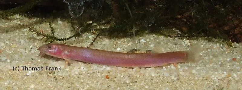 Juvenile specimen.