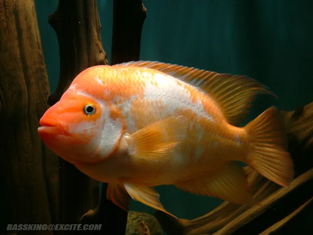 Cá red devil, Amphilophus labiatus