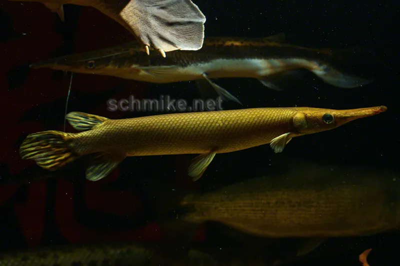 Cá gar Cuba, Atractosteus tristoechus