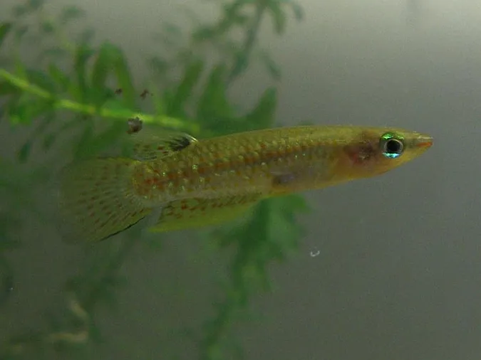 Cá lăn dừa lùn, Aplocheilus parvus