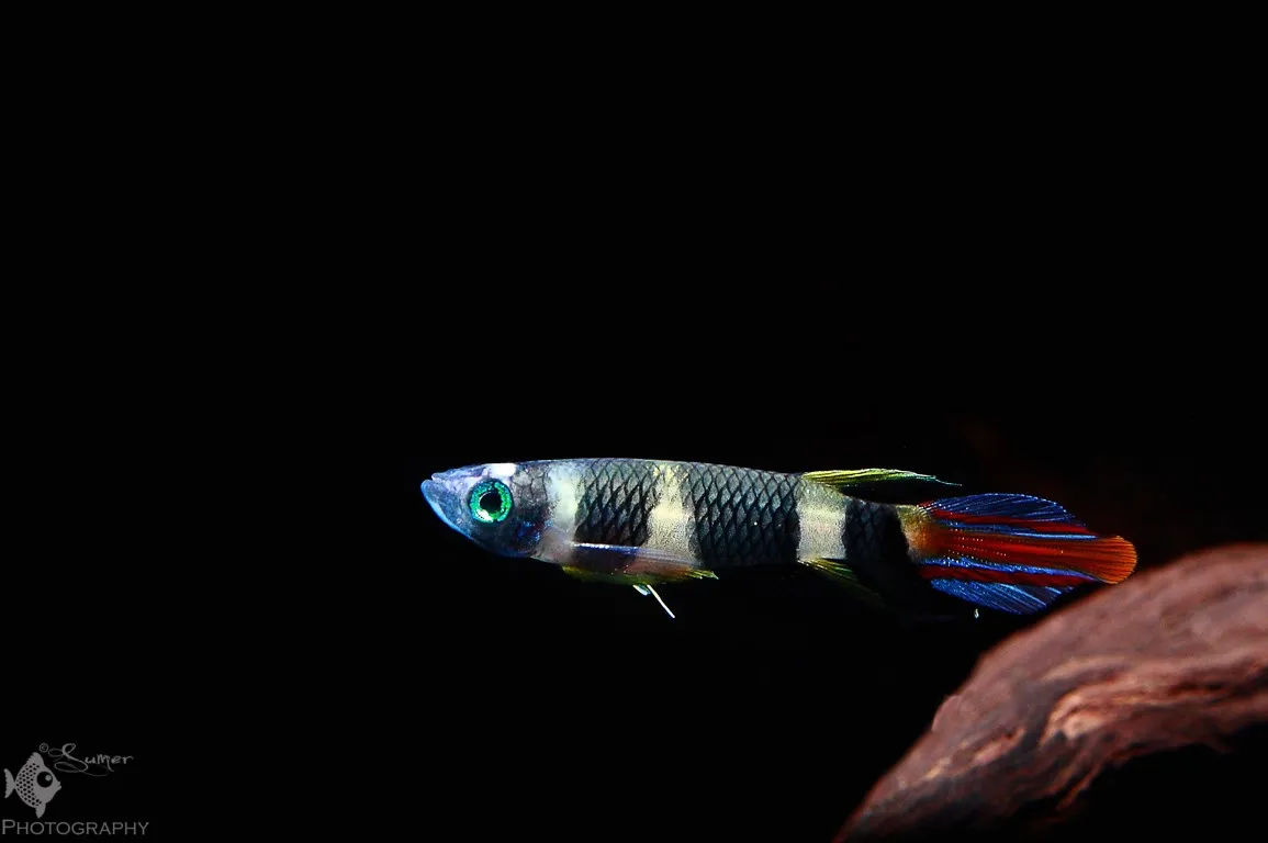 Cá killi hề, Epiplatys annulatus
