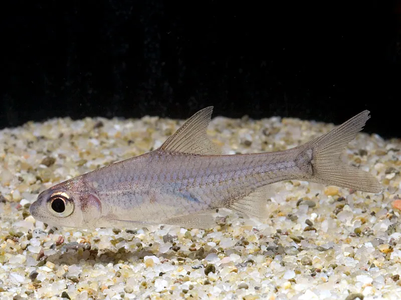 Young specimen of C. heteronema.