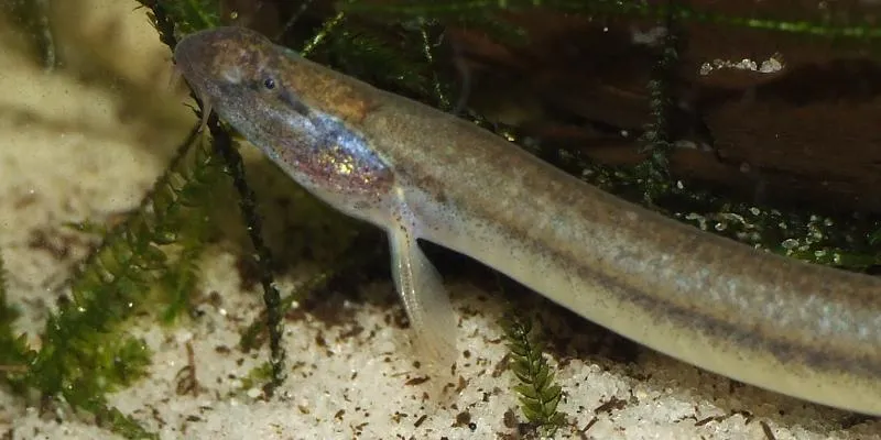 Adult males possess thickened rays in the pectoral fins and some individuals develop what appears to be some form of nuchal hump, both characters clearly visible here.