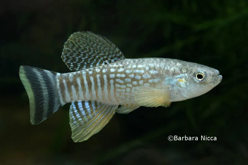 Cá killifish Ả Rập, Aphanius dispar