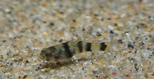 Cá bống ong nunus, Brachygobius nunus