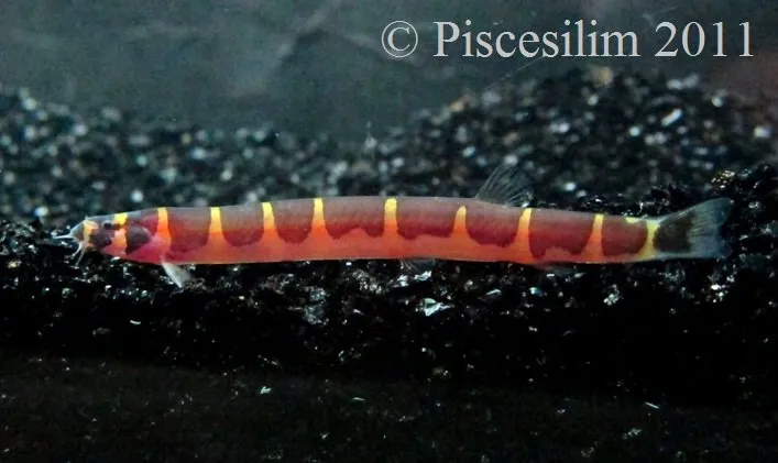 Specimen from Perak state, northwestern Peninsular Malaysia.