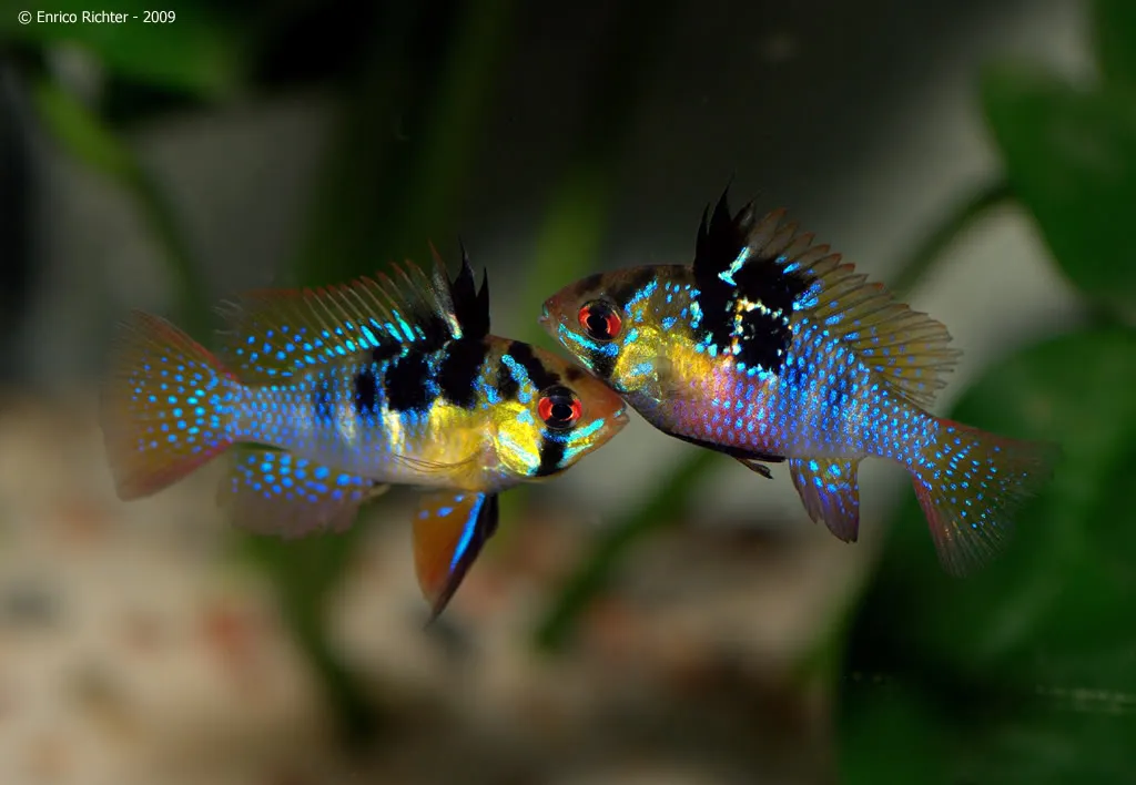 Cá phượng hoàng, Mikrogeophagus ramirezi