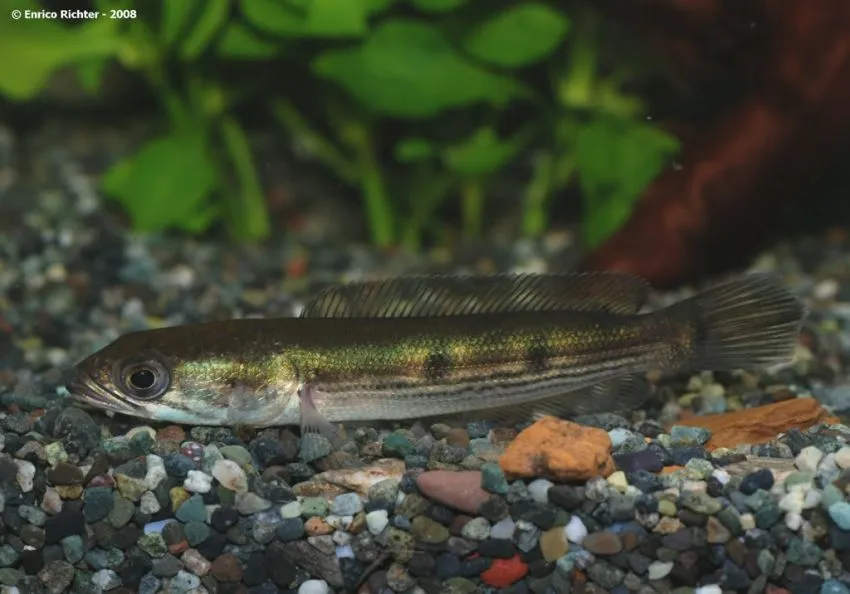 Juvenile specimen from the German aquarium trade.