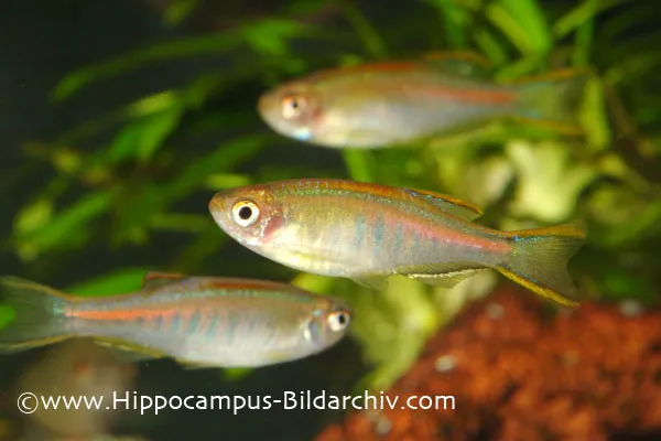 This species is best maintained in a group.