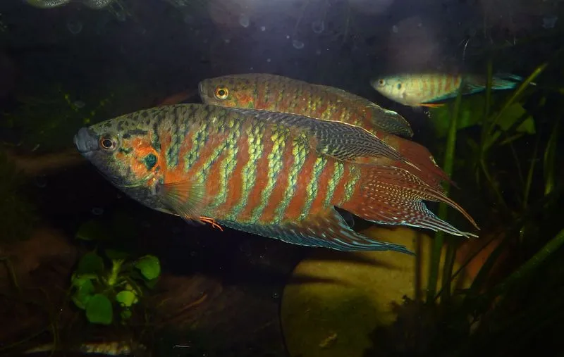 Adult male.