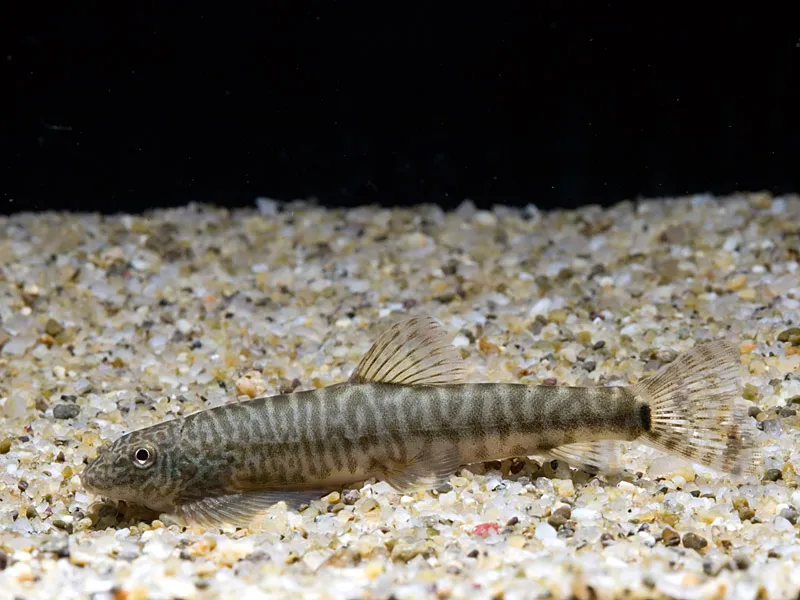 Cá bám đá Erromyzon sinensis, Erromyzon sinensis