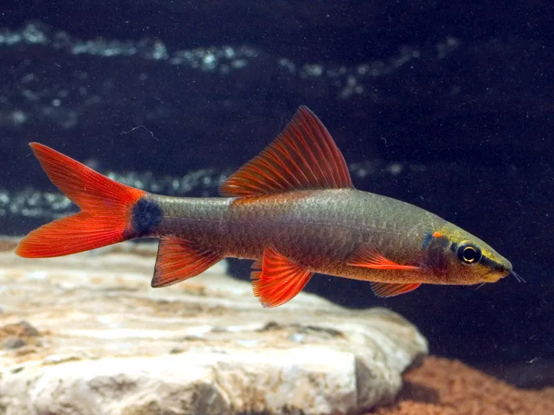 Cá mập cầu vồng, Epalzeorhynchos frenatus