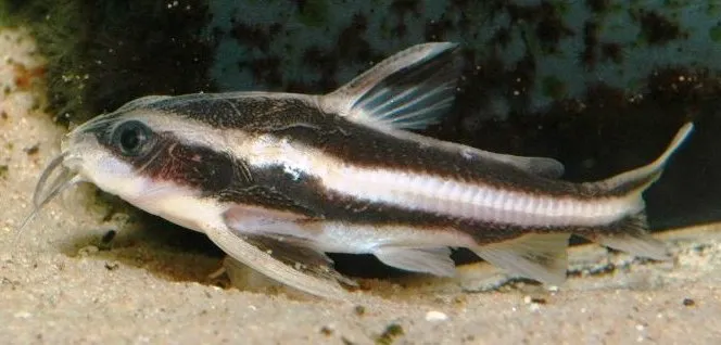 Cá chuột sọc nói, Platydoras armatulus