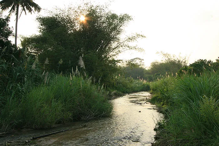 Habitat in Surat Thani province, southern Thailand.