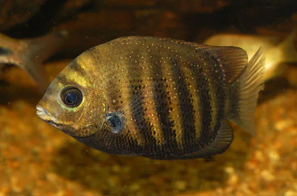 Cá hồng ngọc xanh, Etroplus suratensis