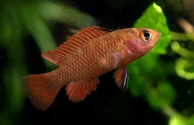 Male of D. hysginon.