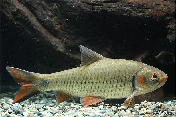 Cá Systomus orphoides, Systomus orphoides