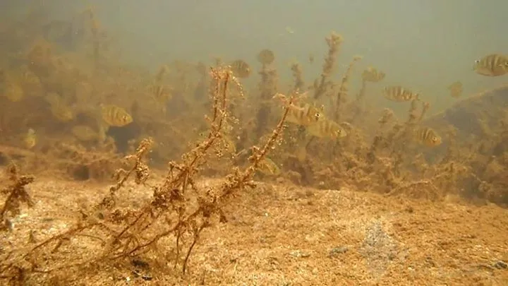 School of juveniles in the wild.