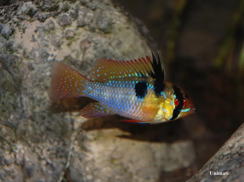 Adult male from the Danish aquarium trade.