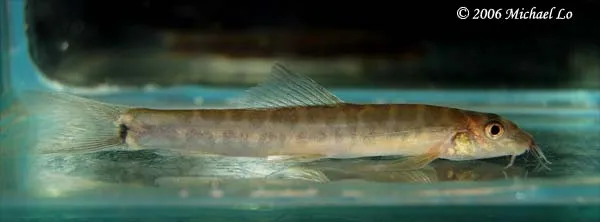 Cá chạch suối Sarawak, Nemacheilus saravacensis