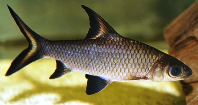 Well-conditioned subadult...