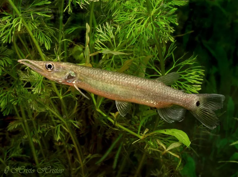 Cá măng characin hujeta, Ctenolucius hujeta