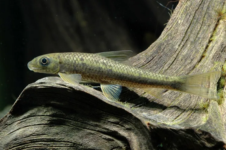 Cá latius, Crossocheilus latius