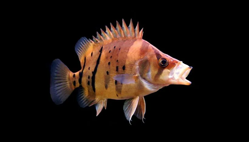 Subadult with mouthparts extended.