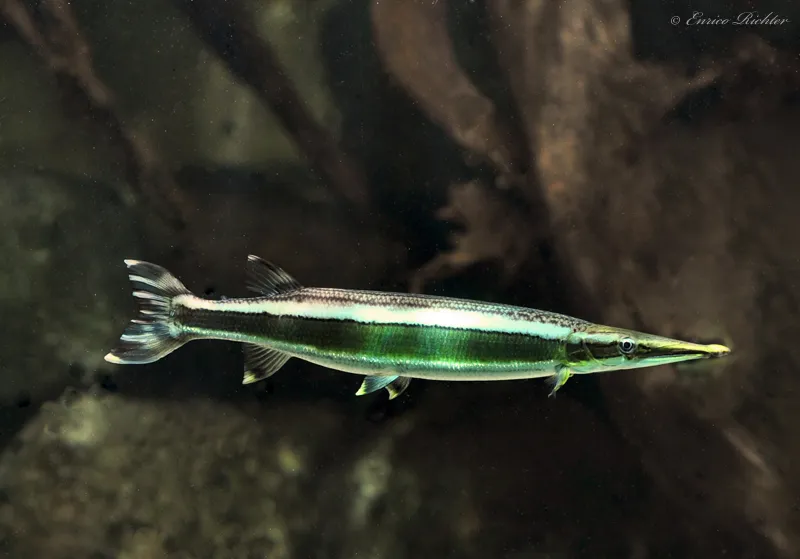 Cá chó characin sọc, Boulengerella lateristriga