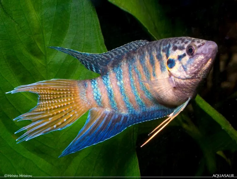 Cá thiên đường, Macropodus opercularis