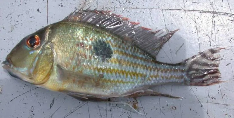 Cá Geophagus megasema, Geophagus megasema