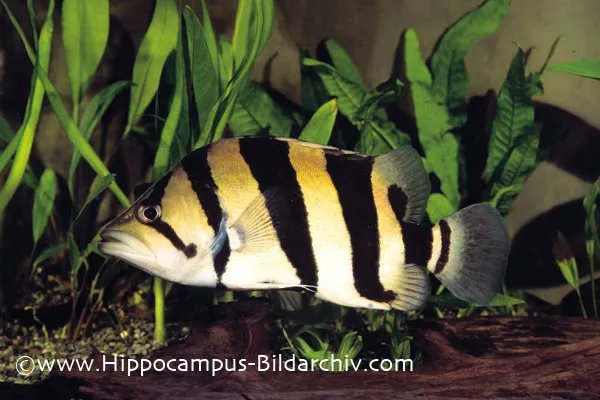 Specimen from the German aquarium trade.