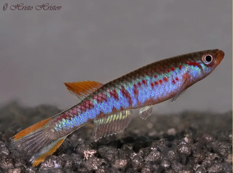 Cá killifish Aphyosemion mimbon, Aphyosemion mimbon