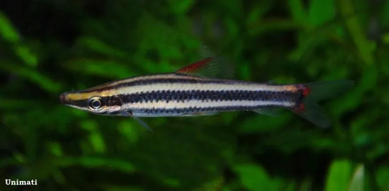 Cá đầu chúc sọc, Anostomus anostomus