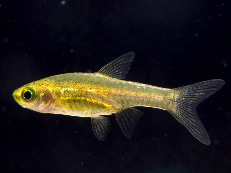 Cá rasbora Atukorali, Horadandia atukorali