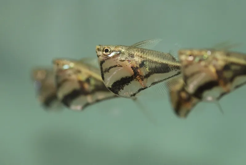 Carnegiella species are gregarious and should be maintained in numbers.