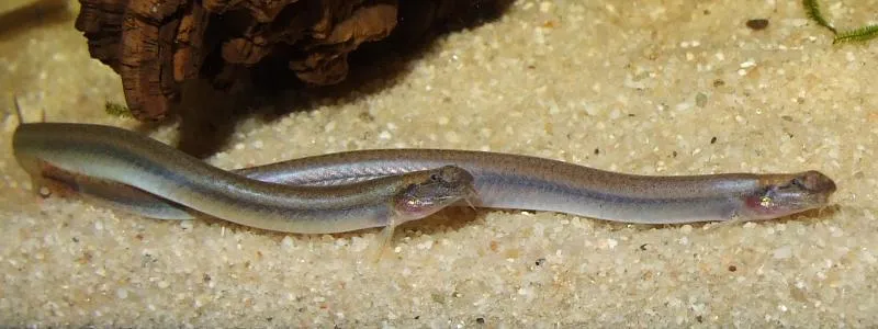 Two males showing head growths typical of mature specimens.