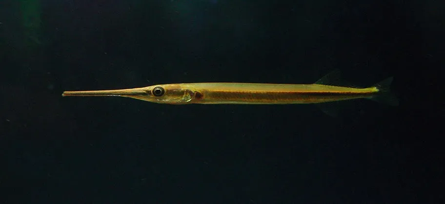 Wild specimen from southern India.
