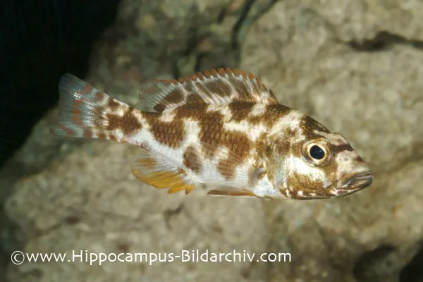 Cá cichlid Kaligono, Nimbochromis livingstonii