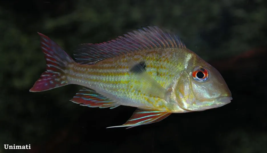 Cá Geophagus abalios, Geophagus abalios