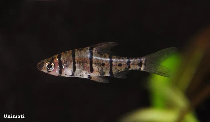 Specimen from the Danish aquarium trade.