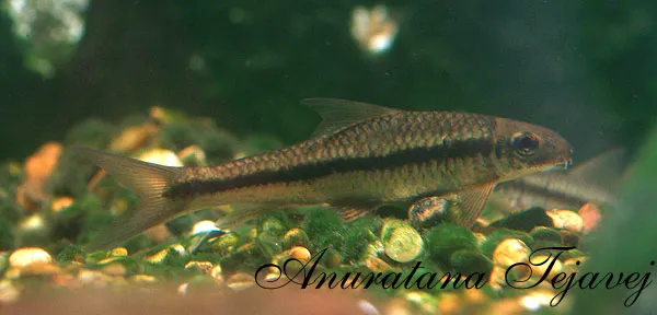 Cá rêu Miến Điện, Crossocheilus burmanicus